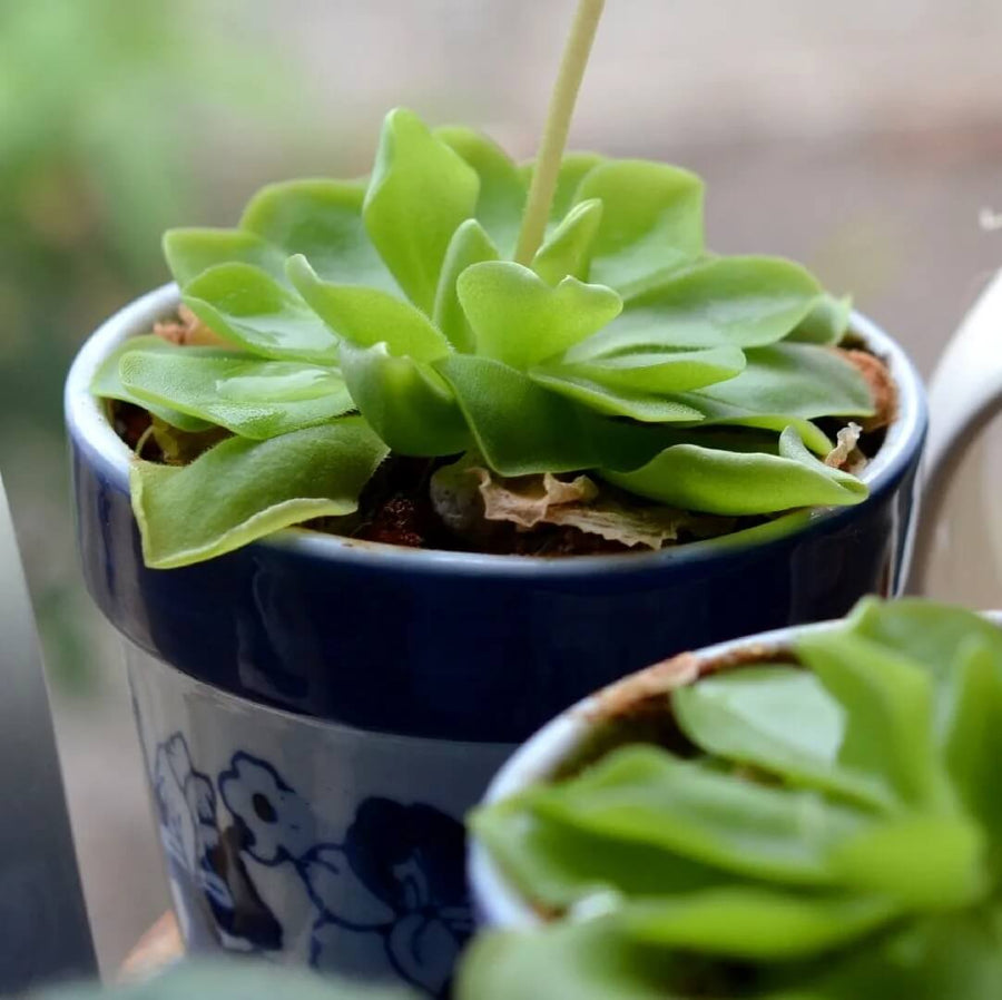 Mexican Butterwort Seeds