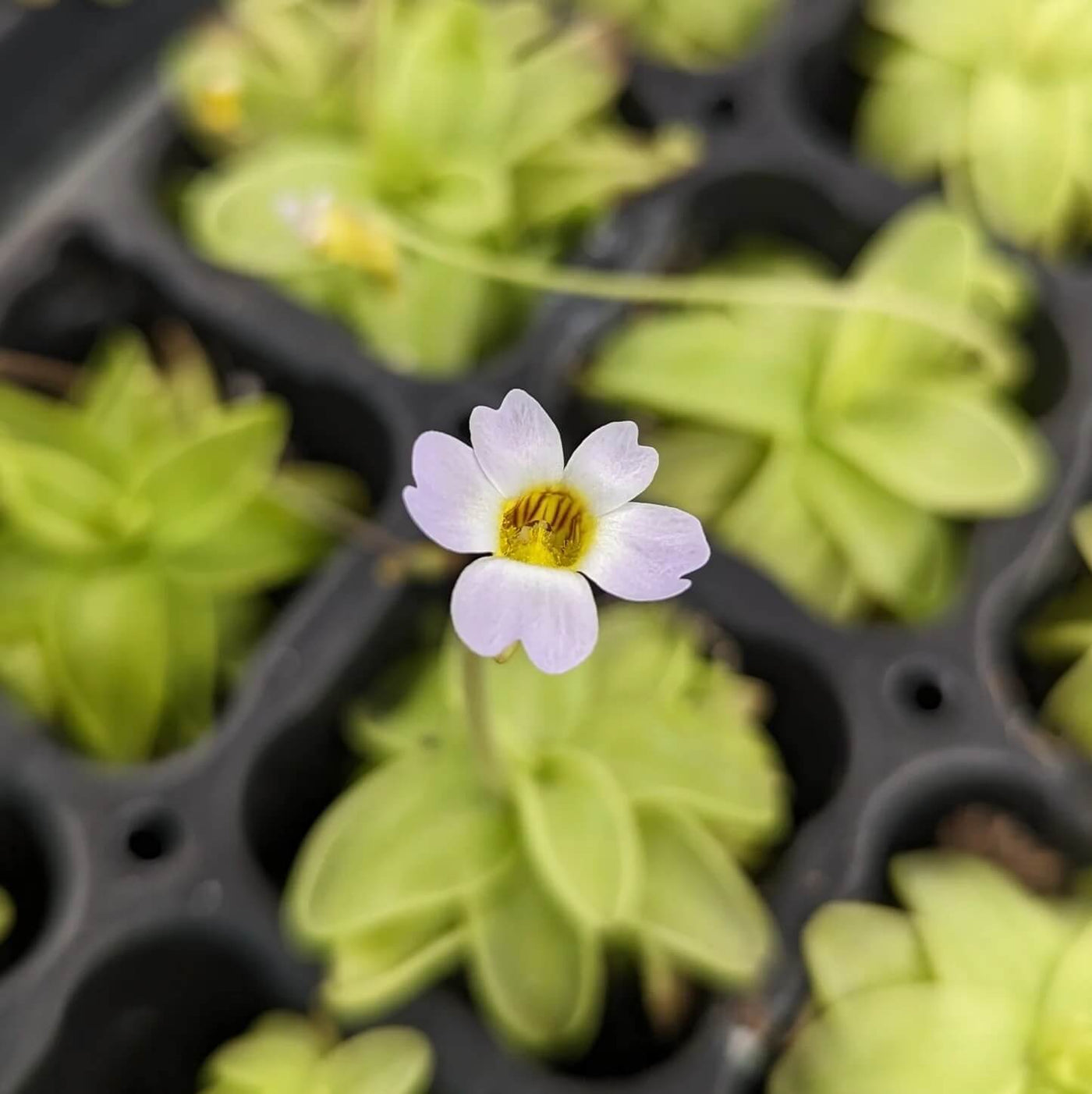 Southern Butterwort Seeds