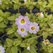 Southern Butterwort Seeds
