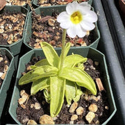Southern Butterwort Seeds