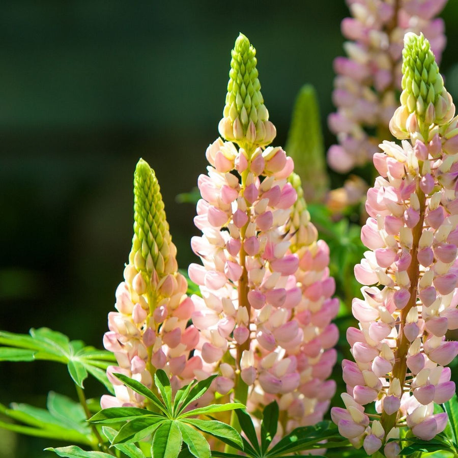Baby Pink Lupine Seeds
