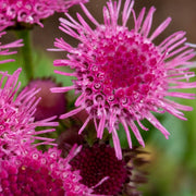 Rose Ageratum Seeds