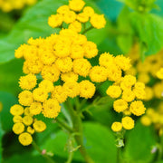 Tanacetum Vulgare Tansy Seeds