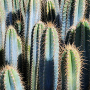 Blue Columnar Cactus Pilosocereus Pachycladus Seeds, Herbal