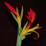 Canna Brasiliensis Seeds, Tropical Red Canna