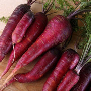 Purple Dragon Carrot Seeds