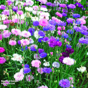 Polka Dot Mix Bachelor Buttons Seeds