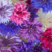 Polka Dot Mix Bachelor Buttons Seeds
