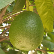 Green Pomelo Seeds