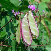 Hyacinth Bean Seeds, Lablab Purpureus