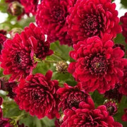 Maroon Red Seeds, Wildflower Chrysanthemum