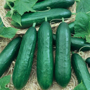 Army Green Cucumber Seeds