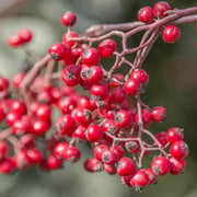 Brown Cotoneaster Seeds, Herbal