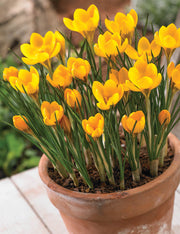 Wildflower Mix Yellow Crocus Seeds