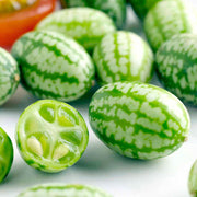 Mexican Mini Cucumber Melothria Scabra Seeds