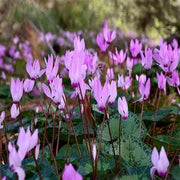 Violet Cyclamen Seeds