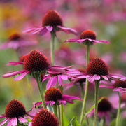 Bright Coneflower Seeds