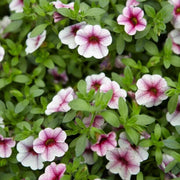 Can Seeds, Petunia x hybrida Flower Seeds