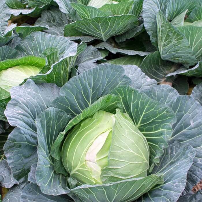 TEMP Round Hybrid Cabbage Seeds