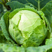 Crisp Leaf Cabbage Seeds