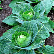 Crisp Leaf Cabbage Seeds