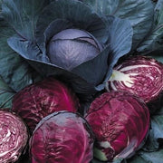 Red Acre Cabbage Seeds