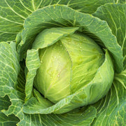 Crisp Leaf Cabbage Seeds