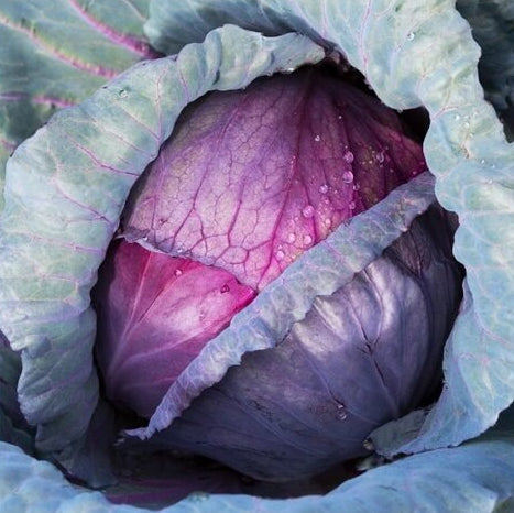 Red Acre Cabbage Seeds