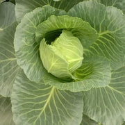TEMP Round Hybrid Cabbage Seeds
