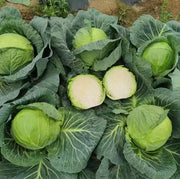 TEMP Round Hybrid Cabbage Seeds
