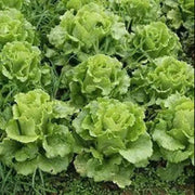 Loose Leaf Cabbage and Lettuce Seeds