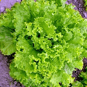Loose Leaf Cabbage and Lettuce Seeds