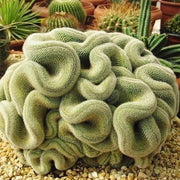 Brain Cactus Seeds, Herbal