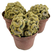 Brain Cactus Seeds, Herbal