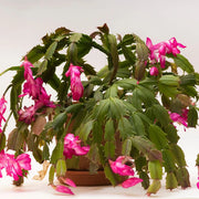Cactus Seeds, Christmas