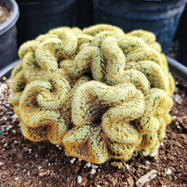 Brain Cactus Seeds, Herbal