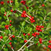 Caffeinated - Ornamental Shrub for Planting Seeds