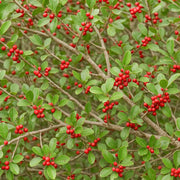 Caffeinated - Ornamental Shrub for Planting Seeds