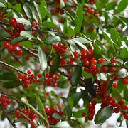 Caffeinated - Ornamental Shrub for Planting Seeds