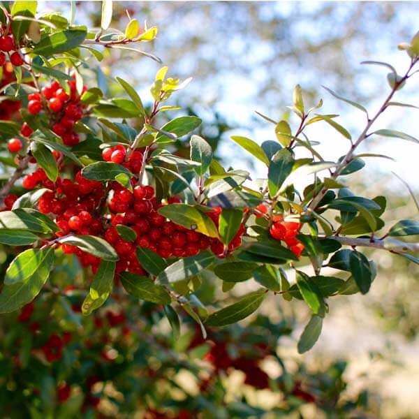 Caffeinated - Ornamental Shrub for Planting Seeds
