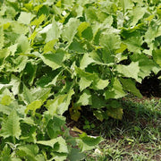 Cajamarca Yacon Seeds