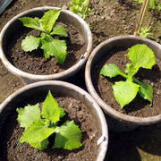 Cajamarca Yacon Seeds