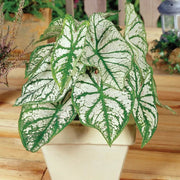 White Green Caladium Seeds, Herbal