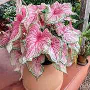 Caladium bicolor Caladium Seeds, Herbal