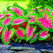 Bicolor Caladium Seeds, Herbal