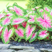 Bicolor Caladium Seeds, Herbal