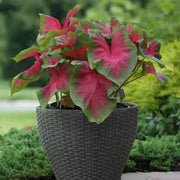 Caladium bicolor Caladium Seeds, Herbal