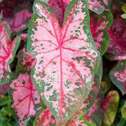 Carolyn Whorten Caladium Seeds, Herbal
