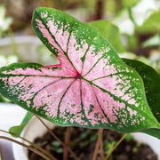 Light Pink Green Caladium Seeds, Herbal
