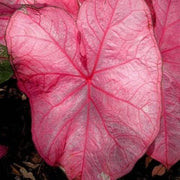Pink Mix Caladium Seeds, Herbal